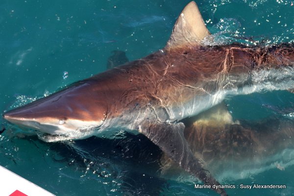 Bronze whaler sharks, South africa